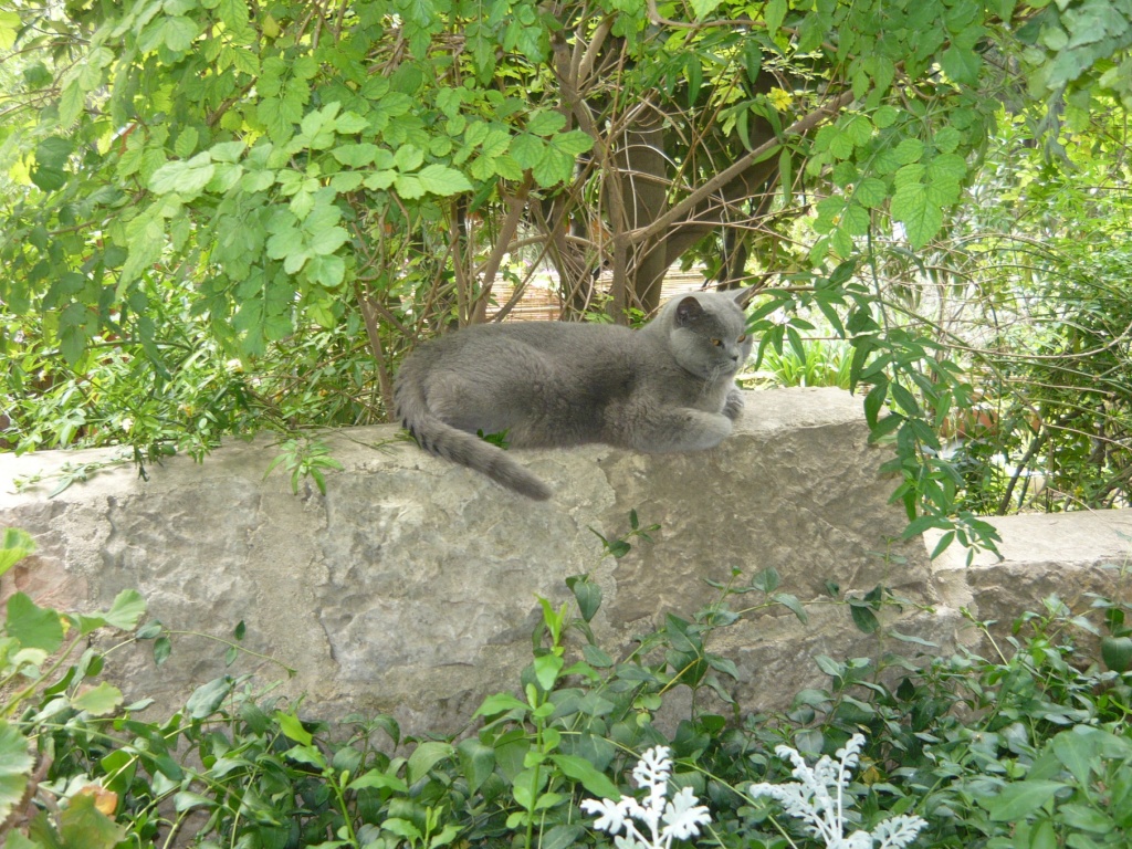 Монастырский кот.jpg